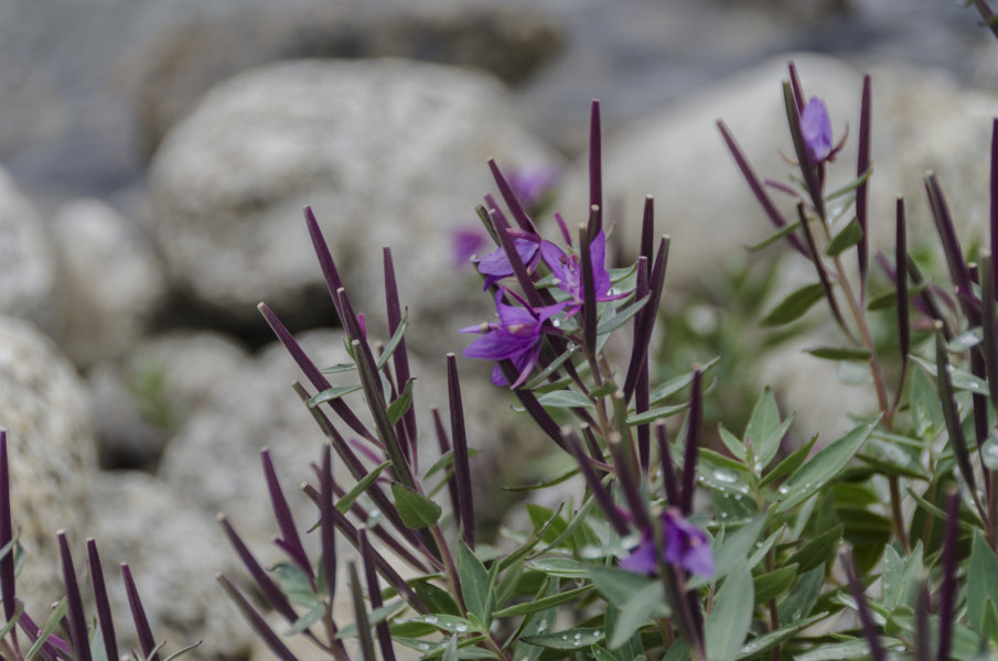 Flores lilas - Groenlandia